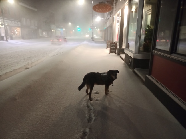 Teal'c my service Dog enjoying the snow January 17 2022 Napanee Ontario 17 2, Napanee, ON K7R 1Z3, Canada