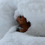 Resin Squirrel Buried in Snow