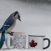 Timmies is for the birds