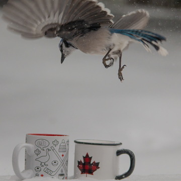 Timmies is for the birds