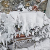 A snowy arrangement
