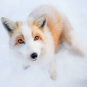 Fox friend