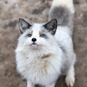 Fox are cute