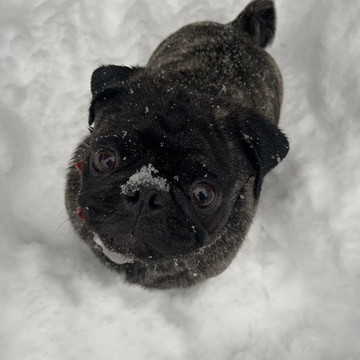 Puppy’s first big snow