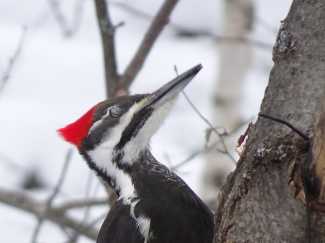 Female Pileated Woodpecker Sudbury, ON