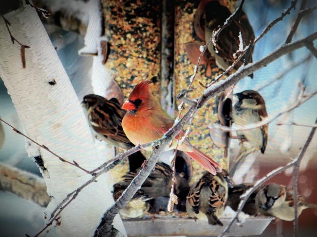Winter bird’s Thorold, Ontario, CA