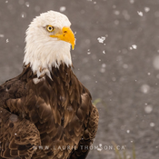 Bald Eagle (Captive) in Snow