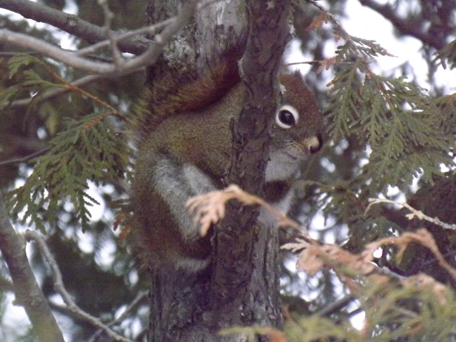 CHATTY RED SQUIRREL 901 Island Dr, Thunder Bay, ON P7C 5Z3, Canada