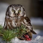 Boreal Owl Stare Down!