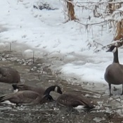 Geese feeding