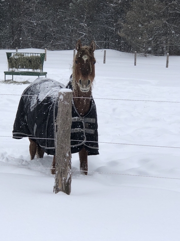 Horses in snow storm Scugog, Ontario, CA