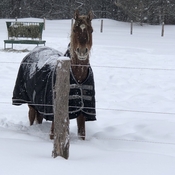 Horses in snow storm