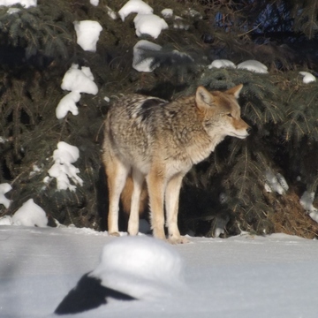 Coyote in our back yard