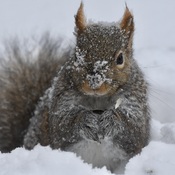 "Snowy squirrel"