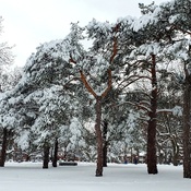 Wintry Pines