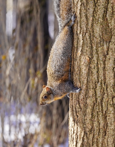 squirrel Mississauga, ON