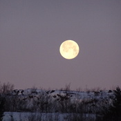 Beautiful Wolf Full Moon In The Morning