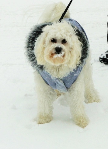 Rosco Snowcoat Orillia, ON