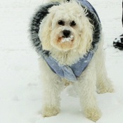 Rosco Snowcoat
