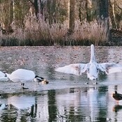 Swans dancing on the ice...