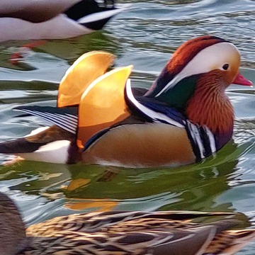 Mandarin duck in the lake today