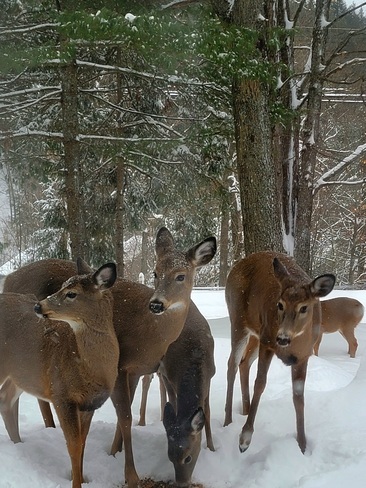 Deer in the Valley Huntsville, ON