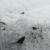 2 doves and 2 juncos