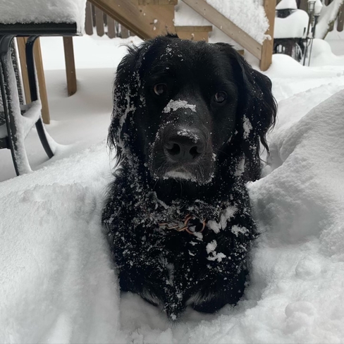 Otis Loves the Snow! Hamilton, Ontario, CA