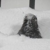 Squirrel building tunnels in the snow storm to get at the bird food on ground