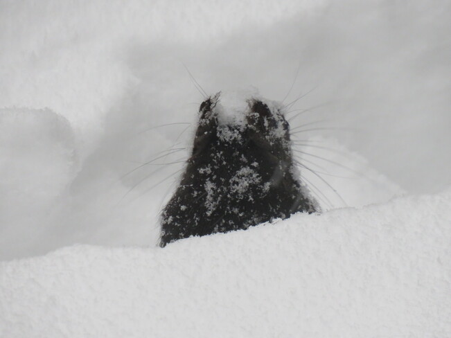 Squirrel building tunnels in the snow storm to get at the bird food on ground Ottawa, ON