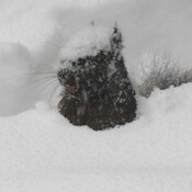 Squirrel building tunnels in the snow storm to get at the bird food on ground