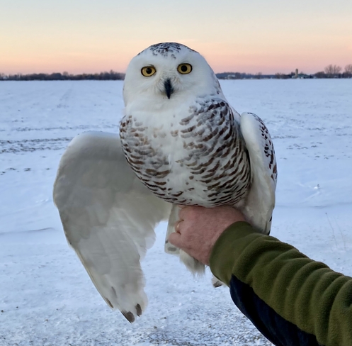 Snowy owl about to be released after banding! Clearview, Ontario, CA