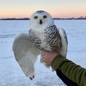 Snowy owl about to be released after banding!