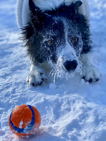-30 doesn't bother this Border Collie Winnipeg, MB