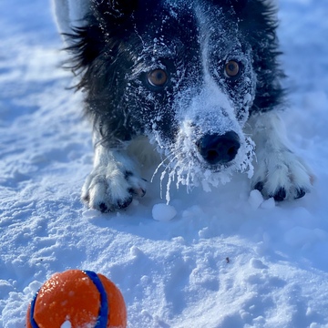 -30 doesn't bother this Border Collie