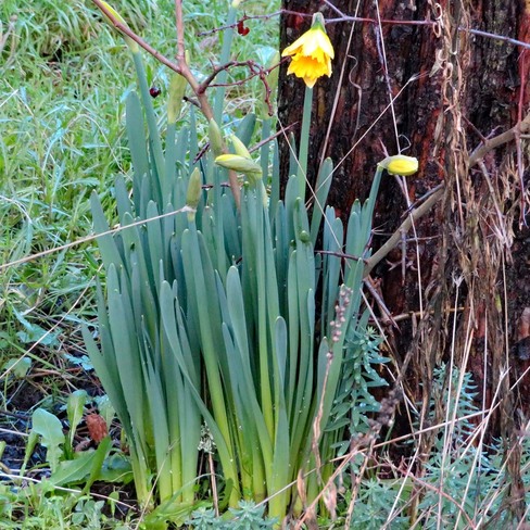 Early daffodils in Victoria, BC Victoria, BC
