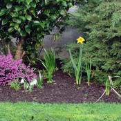 Early daffodils in Victoria, BC