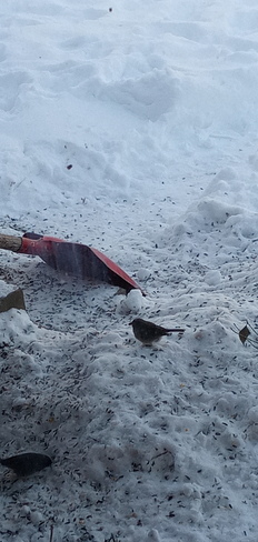 Little junco finds the shovel "Interesting"... Pointe-Claire, QC