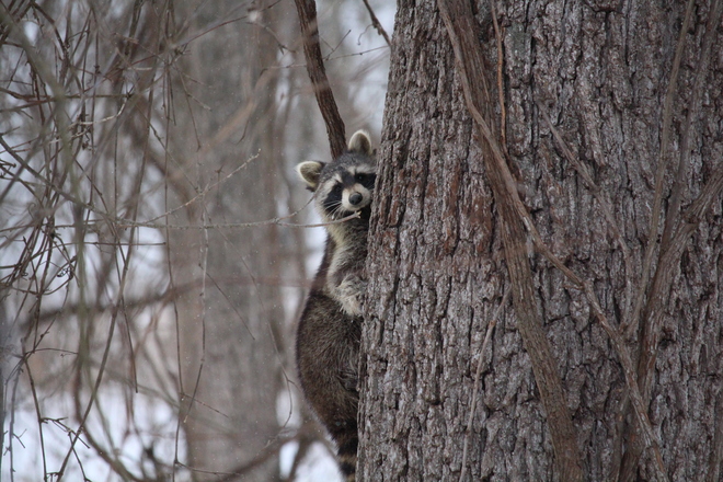 Racoon Scurries to Tree St. Catharines, ON