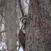 Racoon Scurries to Tree