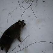 Racoon Scurries to Tree