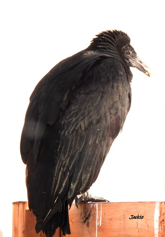 Le vautour Dalhousie, N,B,