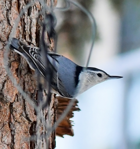 White-Breasted Nuthatch Edmonton, AB