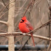 Cardinal on a cold afternoon..