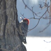 The red-bellied woodpecker