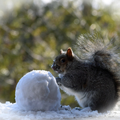 Squirrel rolls a snowball.