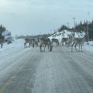 Caribou blocking the highway!