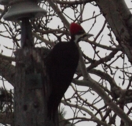 VERY LOUD PILLEATED WOODPECKER 605 North Spirit Road, Thunder Bay, ON P7B 4T6, Canada