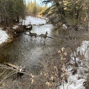 Two deer posing on a stream.
