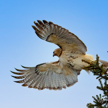 Snowy Owl and Hawk Takeoff